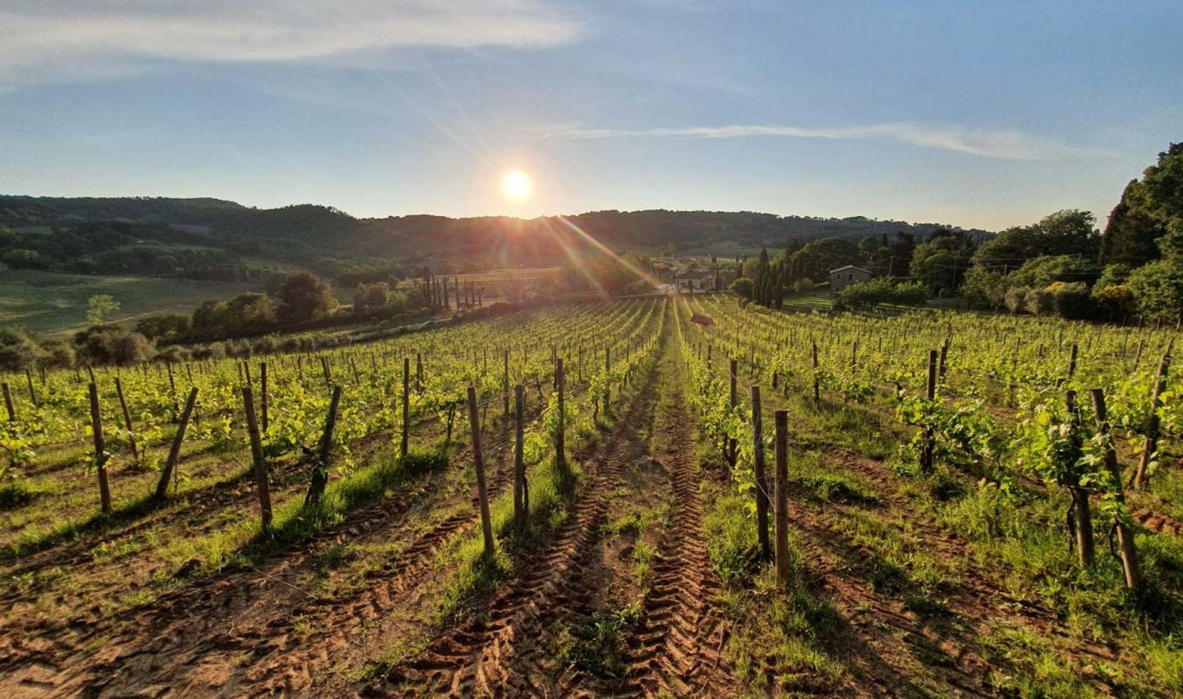Toscana Immobiliare - Winery producing Brunello wine for sale in Montalcino, Tuscany