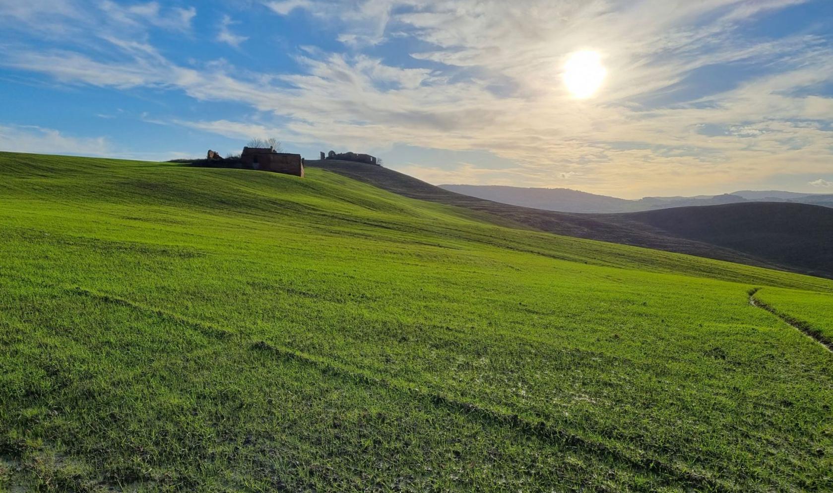 Toscana Immobiliare - Tuscan Farmhouse to be restored for sale in Monteroni d'Arbia, Siena
