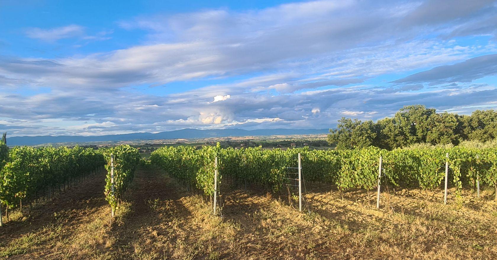 Toscana Immobiliare - Casale con oliveto e vigneti di Vino Nobile di Montepulciano in vendita in Toscana