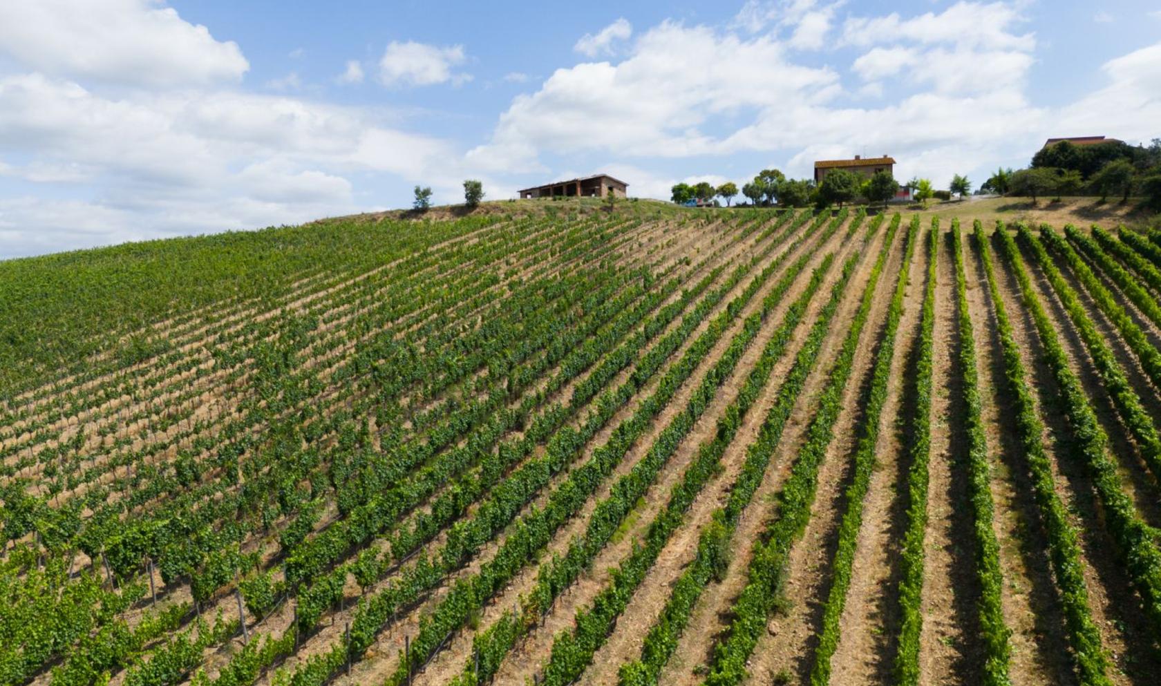 Toscana Immobiliare - Azienda agricola con vigneti in vendita in Toscana