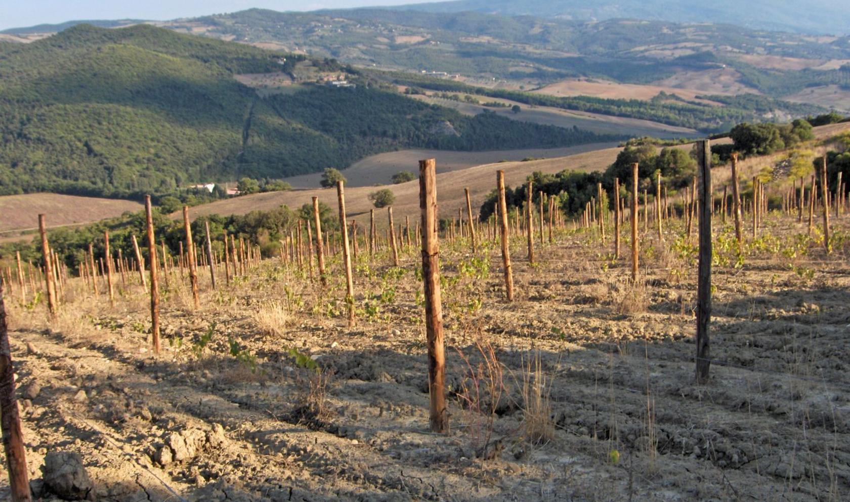 Toscana Immobiliare - Winery for sale in Montalcino Siena Tuscany