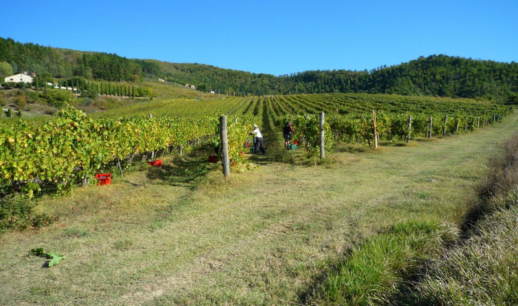 Toscana Immobiliare - Azienda agricola con vigneto in vendita vicino Firenze